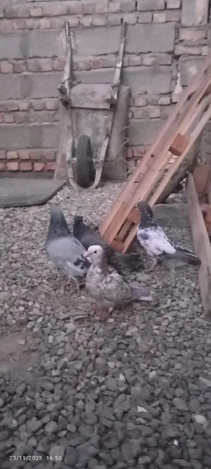 کبوتر|پرنده|ایرانشهر, |دیوار