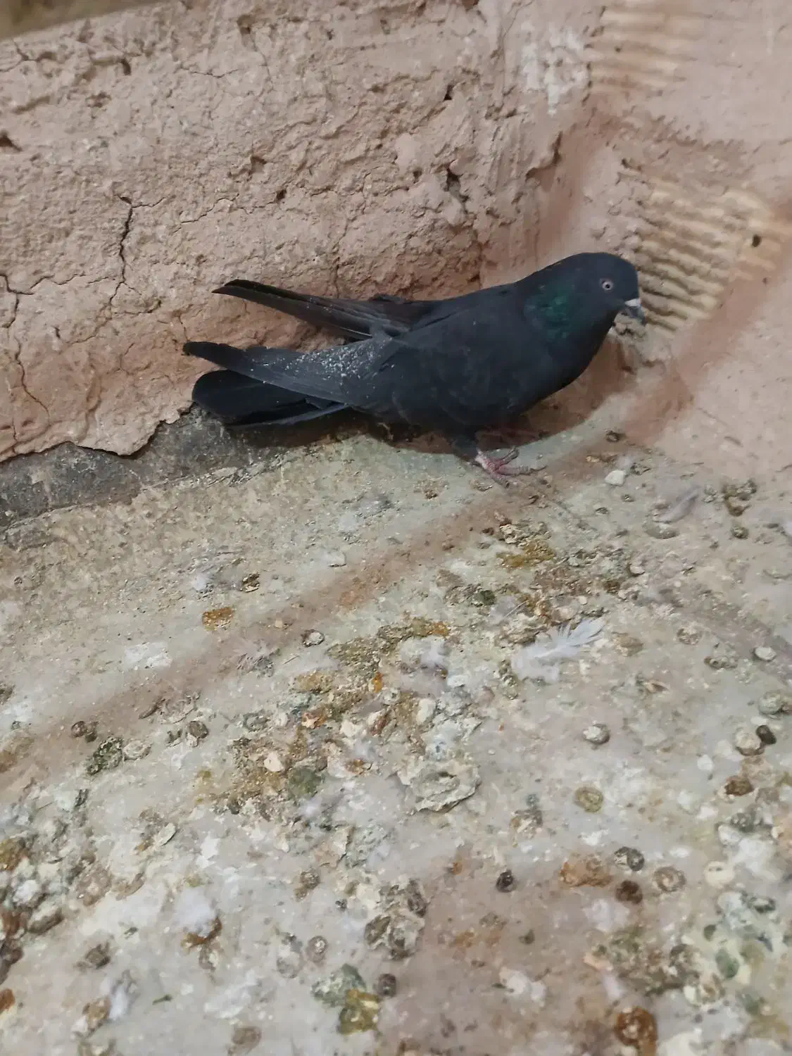 نردمگیر قلاق..|پرنده|اصفهان, سروستان|دیوار