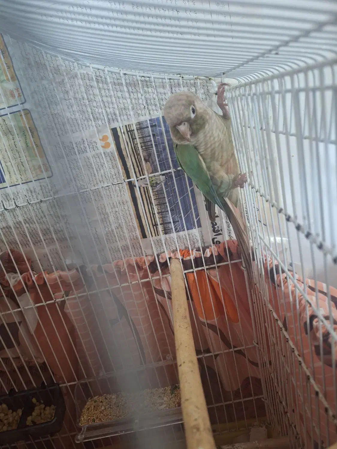 جفت گرینجیک مولد پاین اپل|پرنده|رشت, کوی عرفان|دیوار