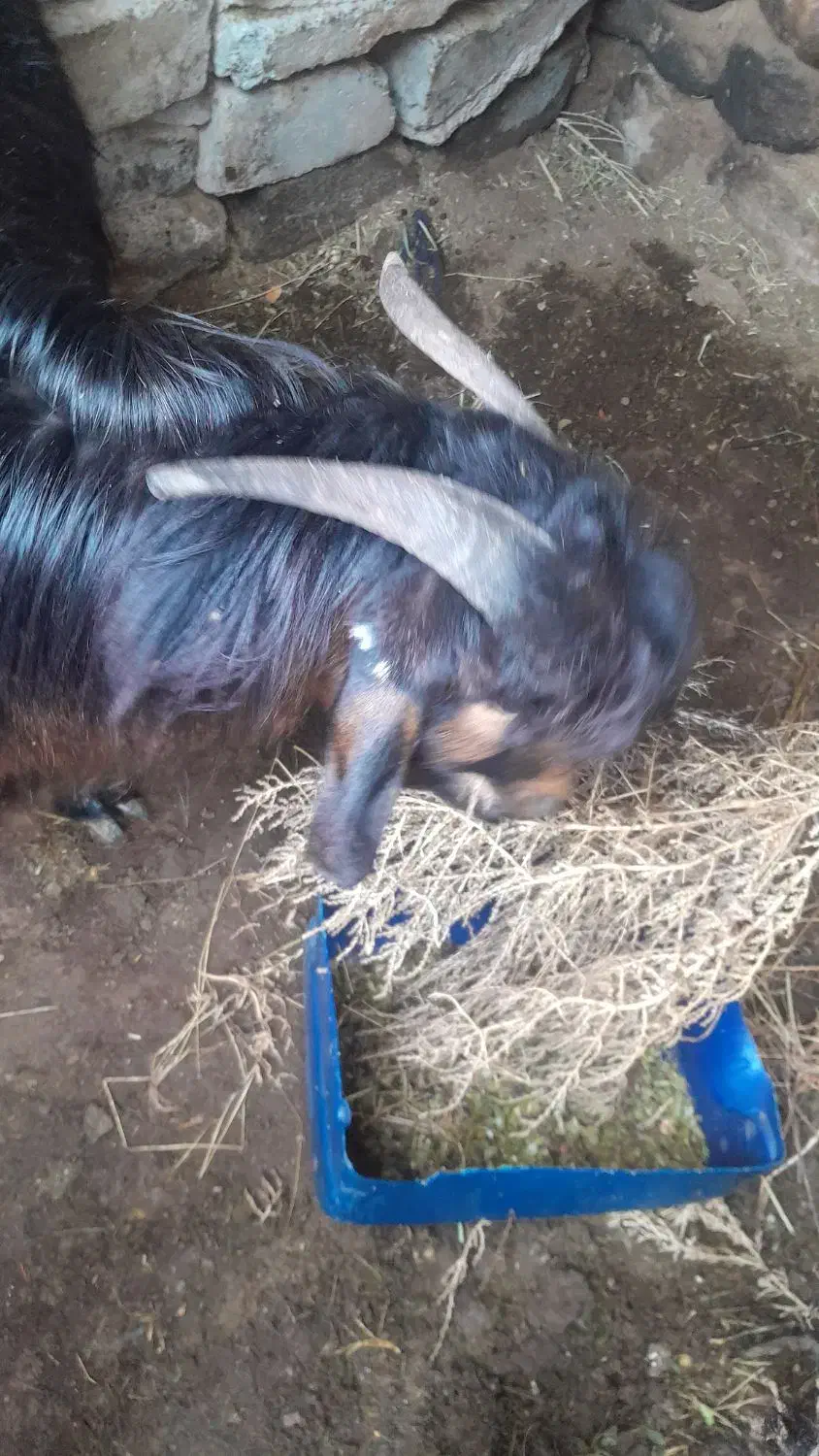 بزغاله نر|حیوانات مزرعه|سربیشه, |دیوار