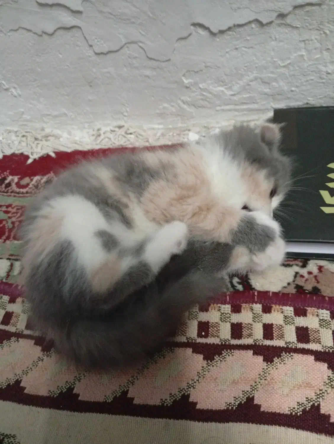 بچه گربه اسکاتیش ۲ ماهه|گربه|تبریز, |دیوار