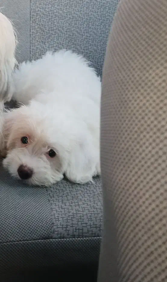 دختر مهربون و دوست داشتنی|سگ|بندر انزلی, گمرک|دیوار