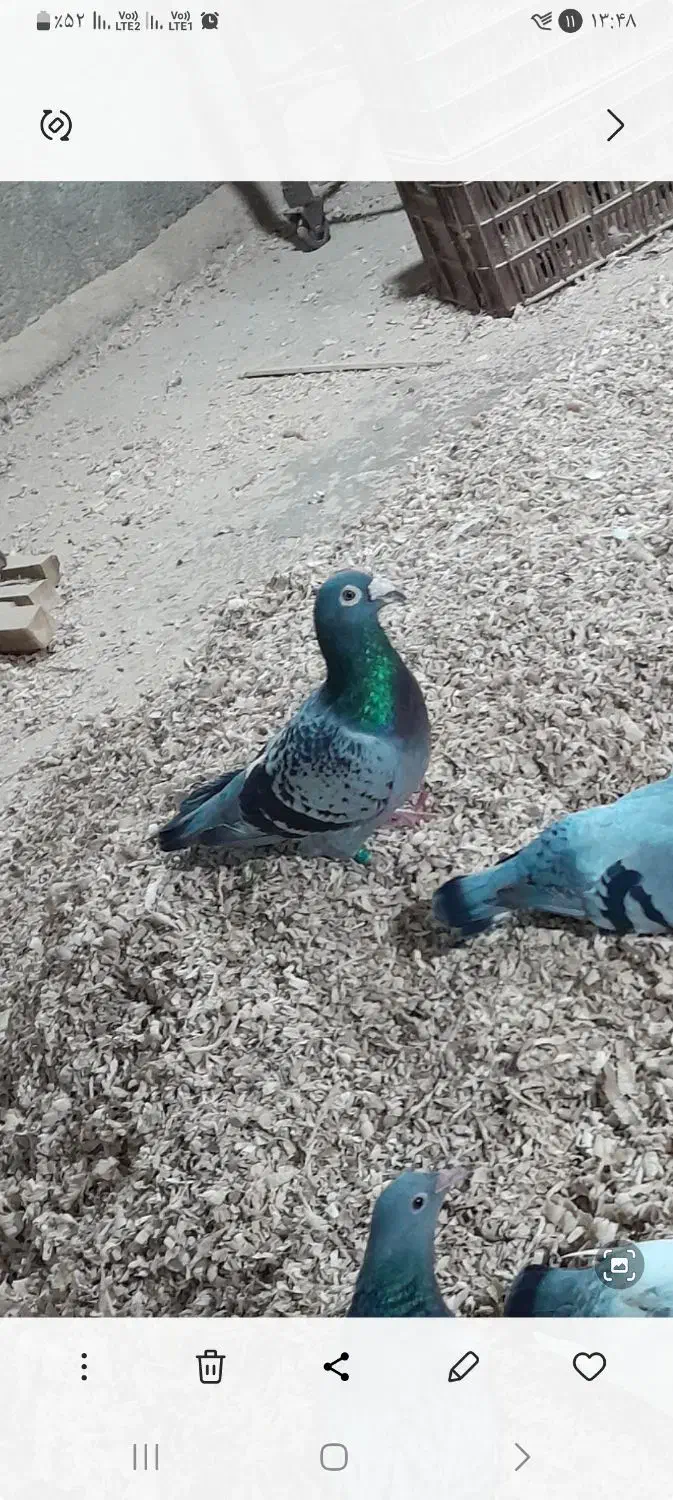 سبز پولکی آلمانی|حیوانات|مشهد, مهدی آباد|دیوار