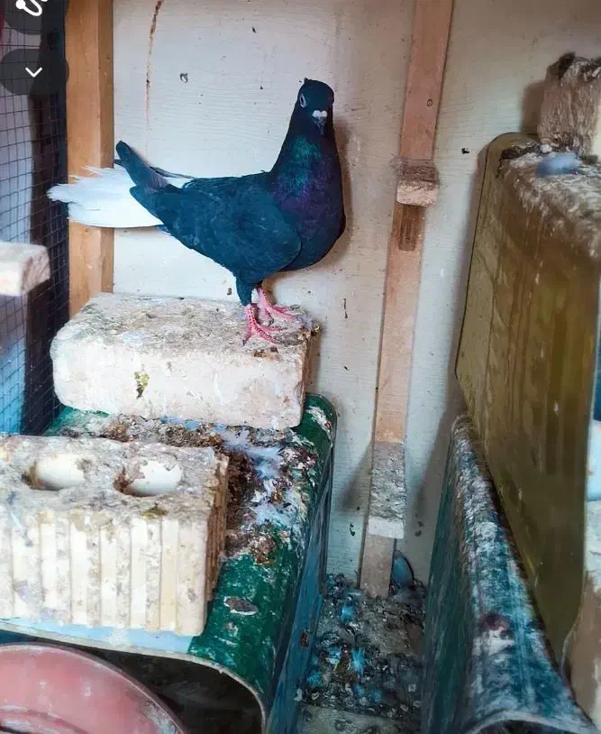 دمبی سفید ماده|حیوانات|فسا, |دیوار