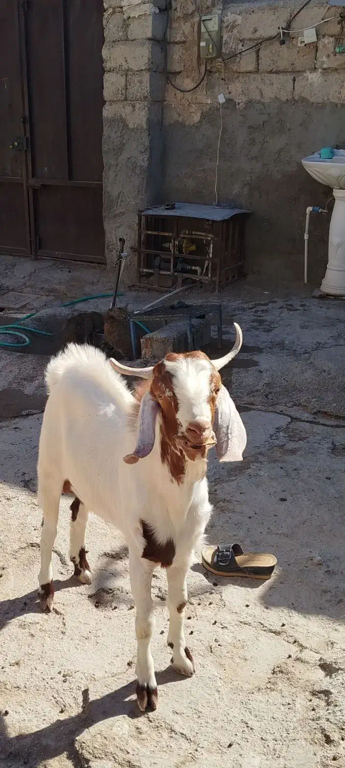 تروشت|حیوانات مزرعه|ایرانشهر, |دیوار