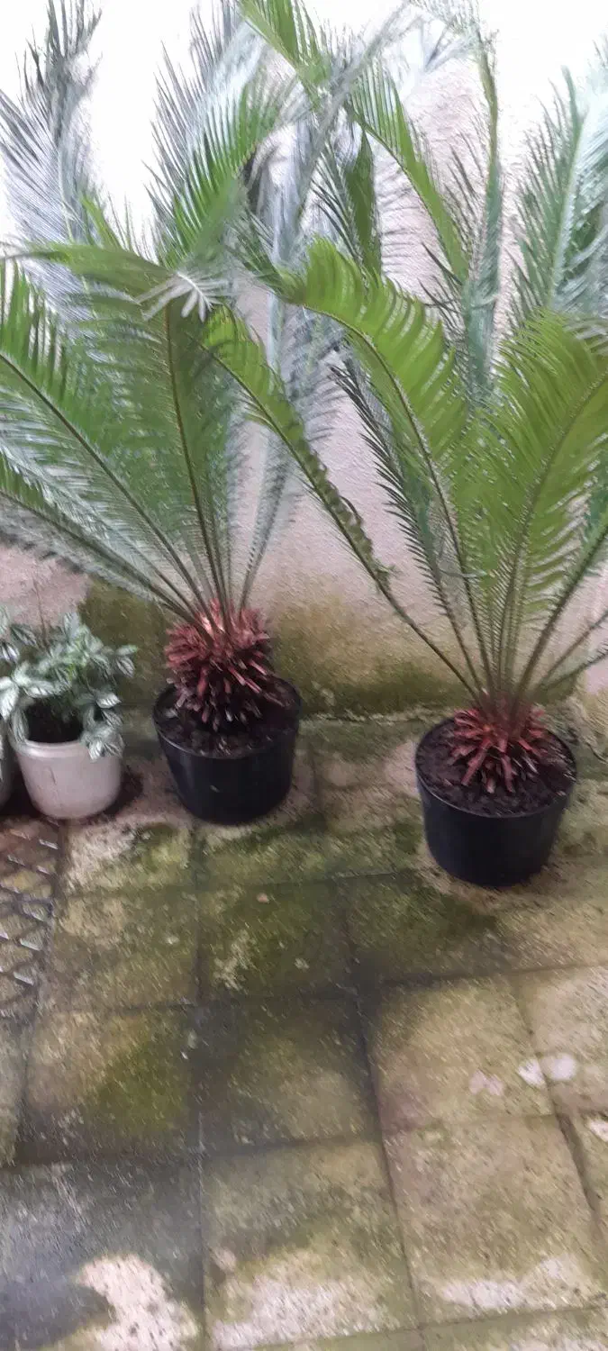 دو عد سیکاس بزرگ وچند عدد گلدان دیگر|گل و گیاه طبیعی|رشت, بیجارپس|دیوار