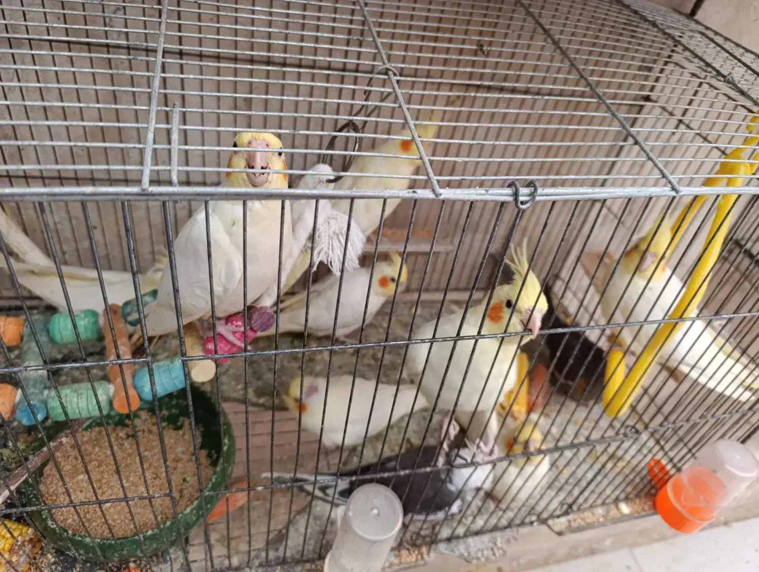 جوجه عروس لوتینو و گرینچیک سرلاکی|پرنده|علیآباد کتول, |دیوار