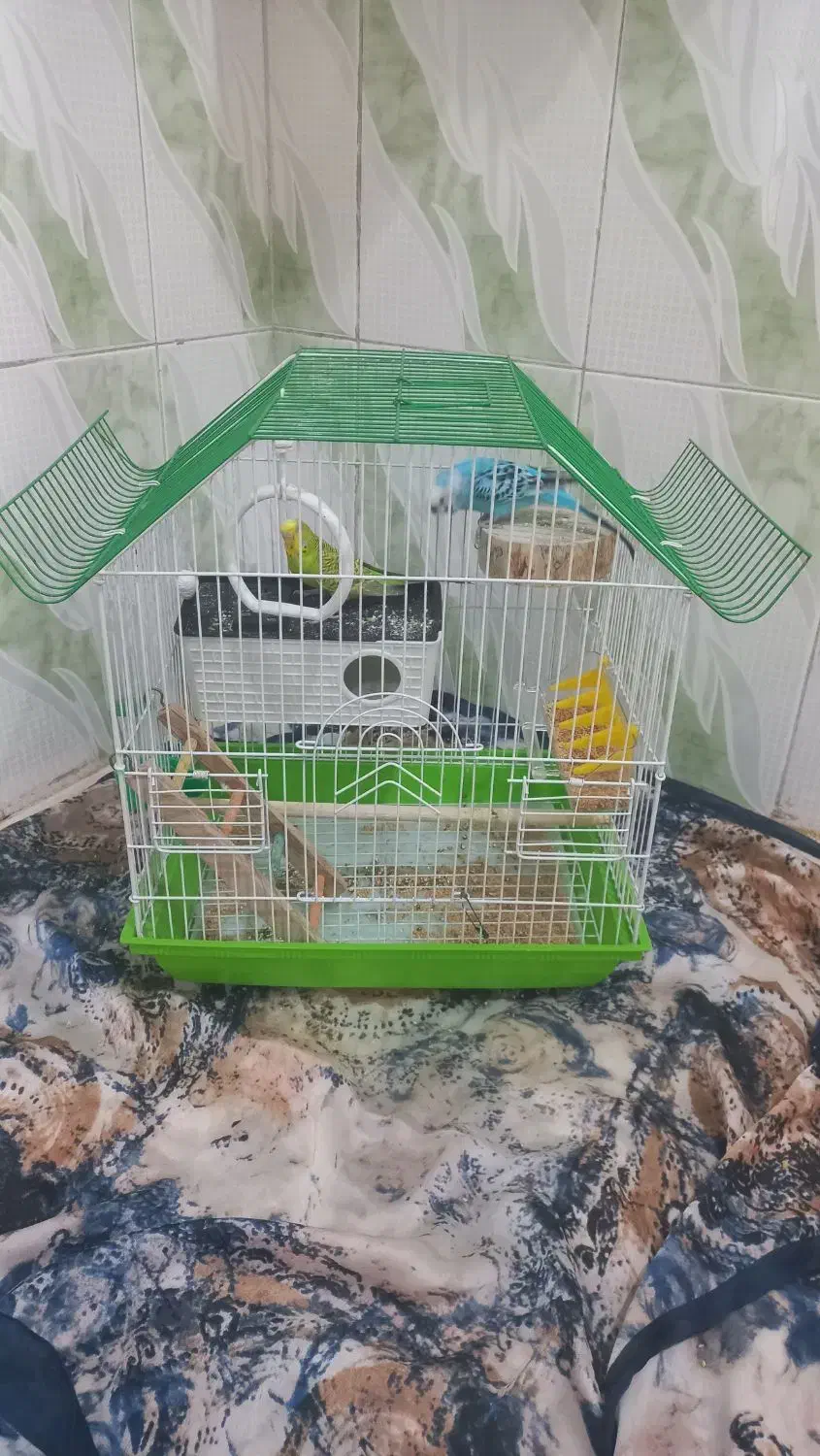 مرغ عشق|پرنده|مریوان, |دیوار