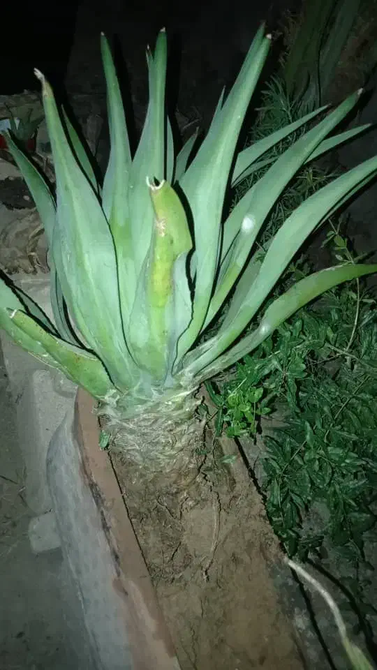 آپارتمان مبله در ای چهار تکمیل|اجارهٔ آپارتمان|فولادشهر, فولادشهر|دیوار