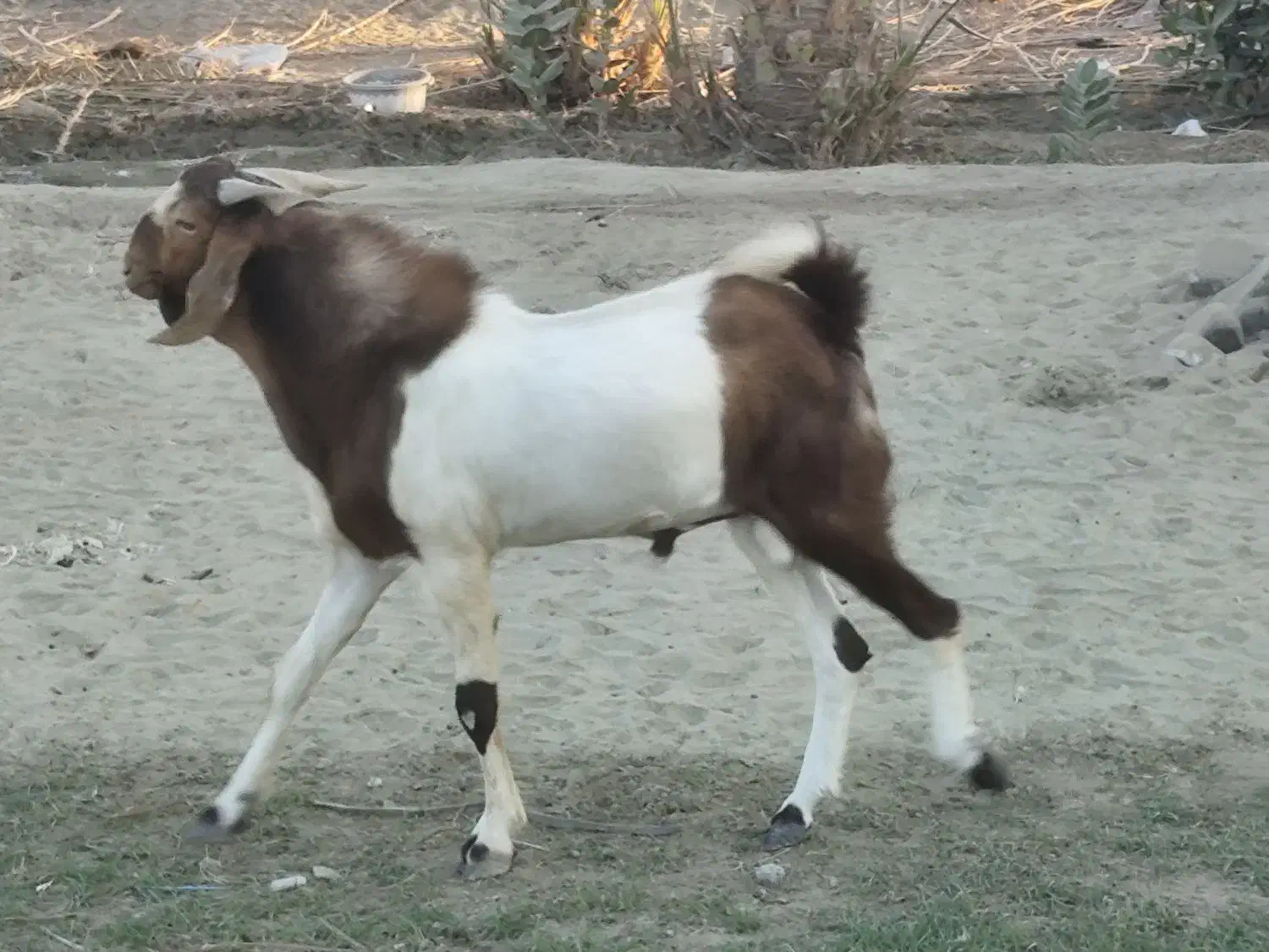 بز نر داشتی و گوشتی نسل دوقلو پاکستانی|حیوانات مزرعه|نیک شهر, |دیوار