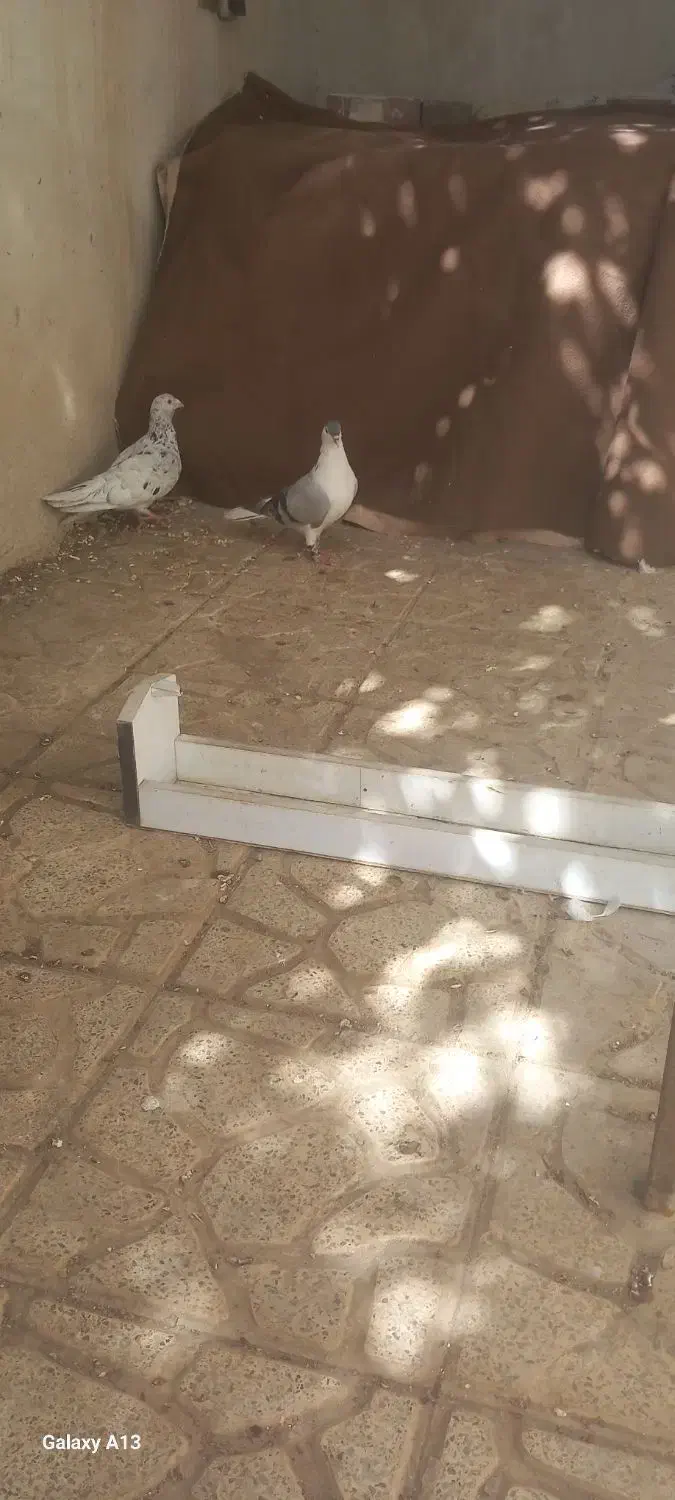 ساده نر اوقون نر پولک ماده و سار ماده|پرنده|گلبهار, شهر جدید گلبهار|دیوار
