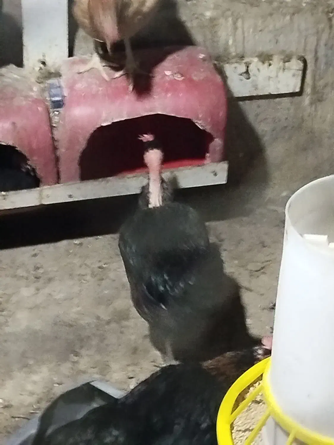 مرغ کرک|حیوانات مزرعه|برازجان, |دیوار