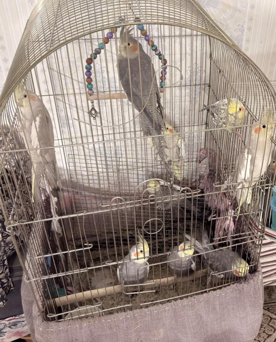 عروس هلندی|پرنده|شیروان (خراسان), |دیوار