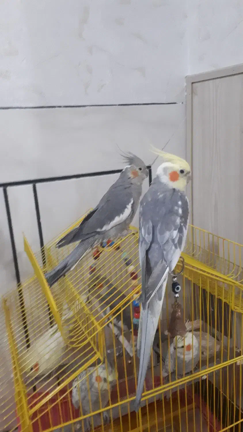 عروس هلندی مولد سخنگو|پرنده|شهرکرد, |دیوار