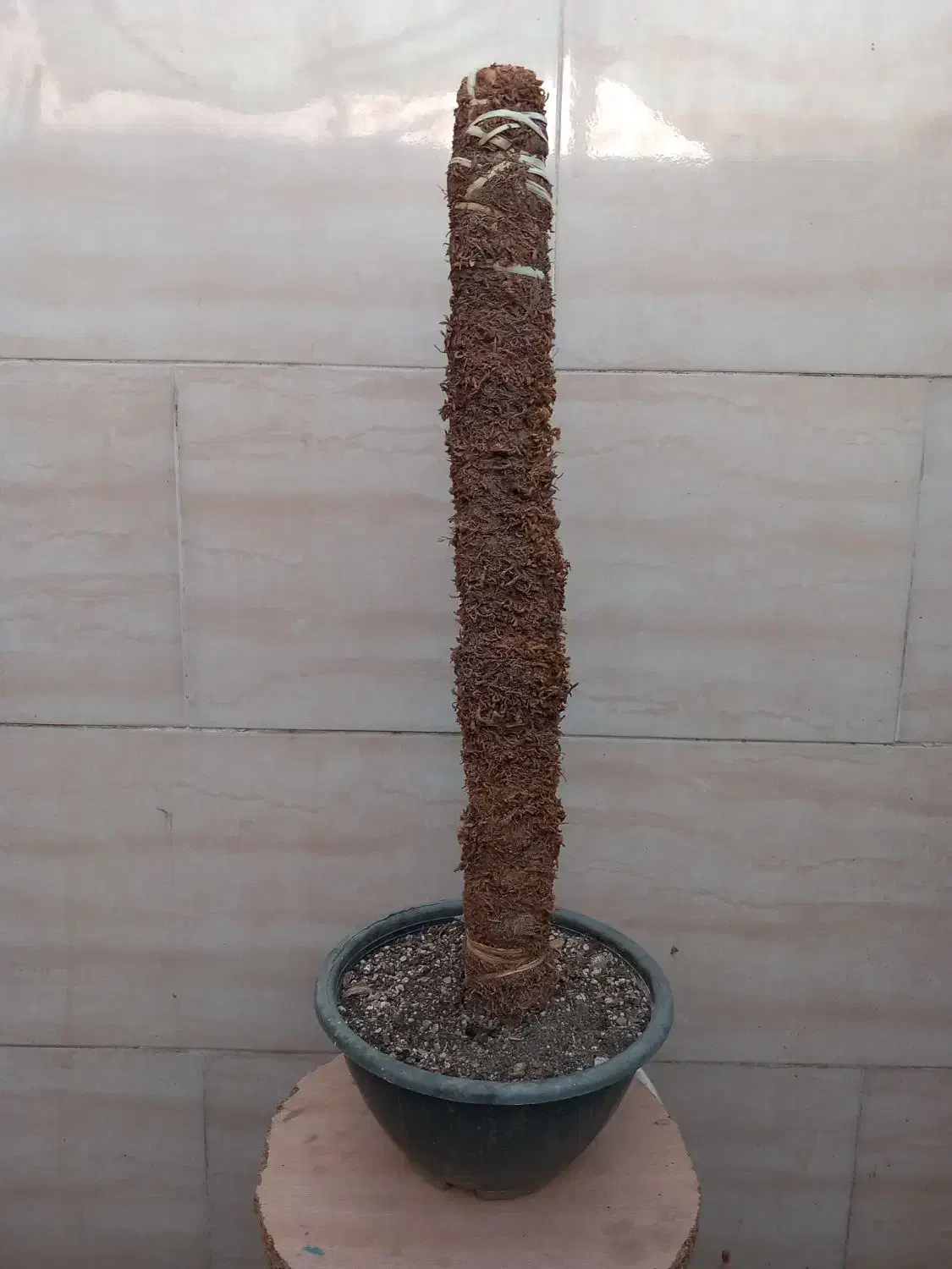 خزه چماقی|گل و گیاه طبیعی|قم, شهرک امام حسن|دیوار