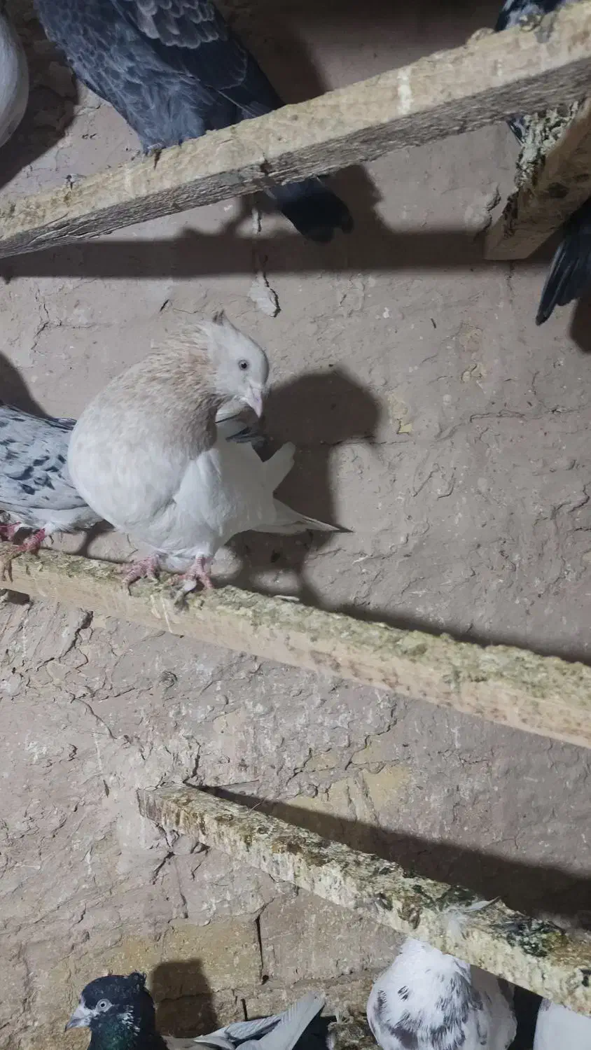 ماده کله زرد درشت|پرنده|قم, شهرک امام حسین|دیوار