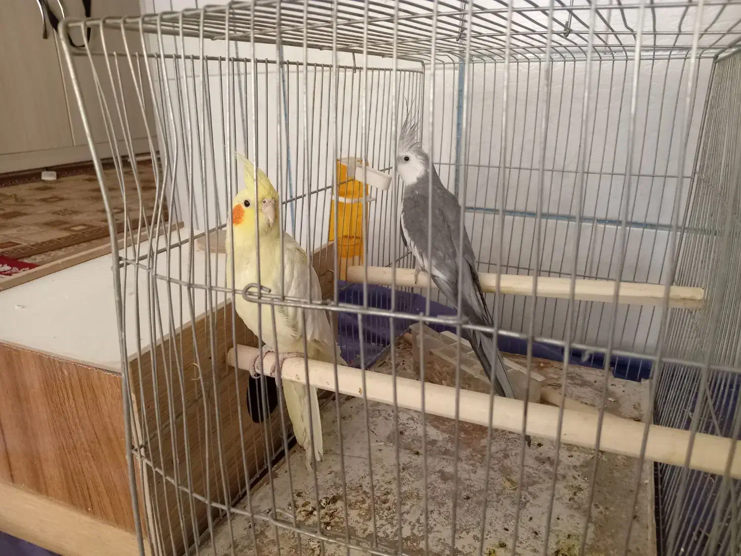 عروس هلندی|پرنده|نجفآباد, شریعتی غربی|دیوار