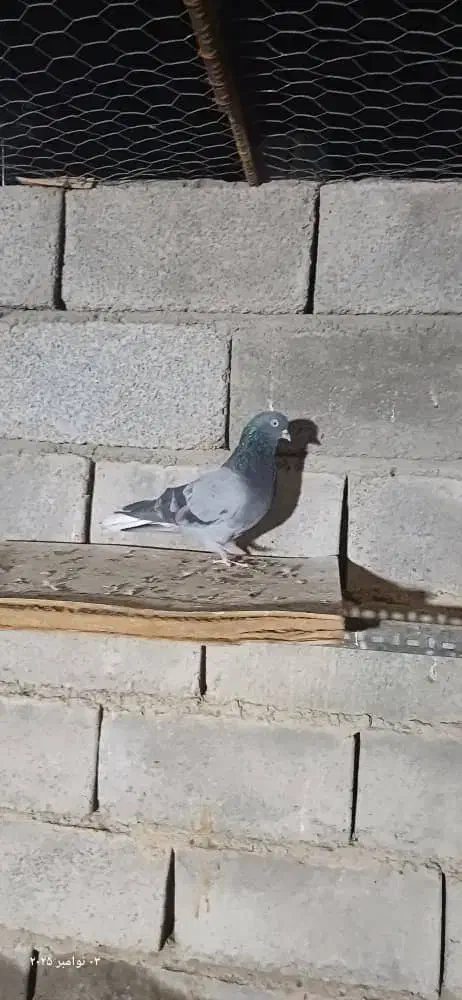 سبز دم سفید تخت|پرنده|جیرفت, |دیوار