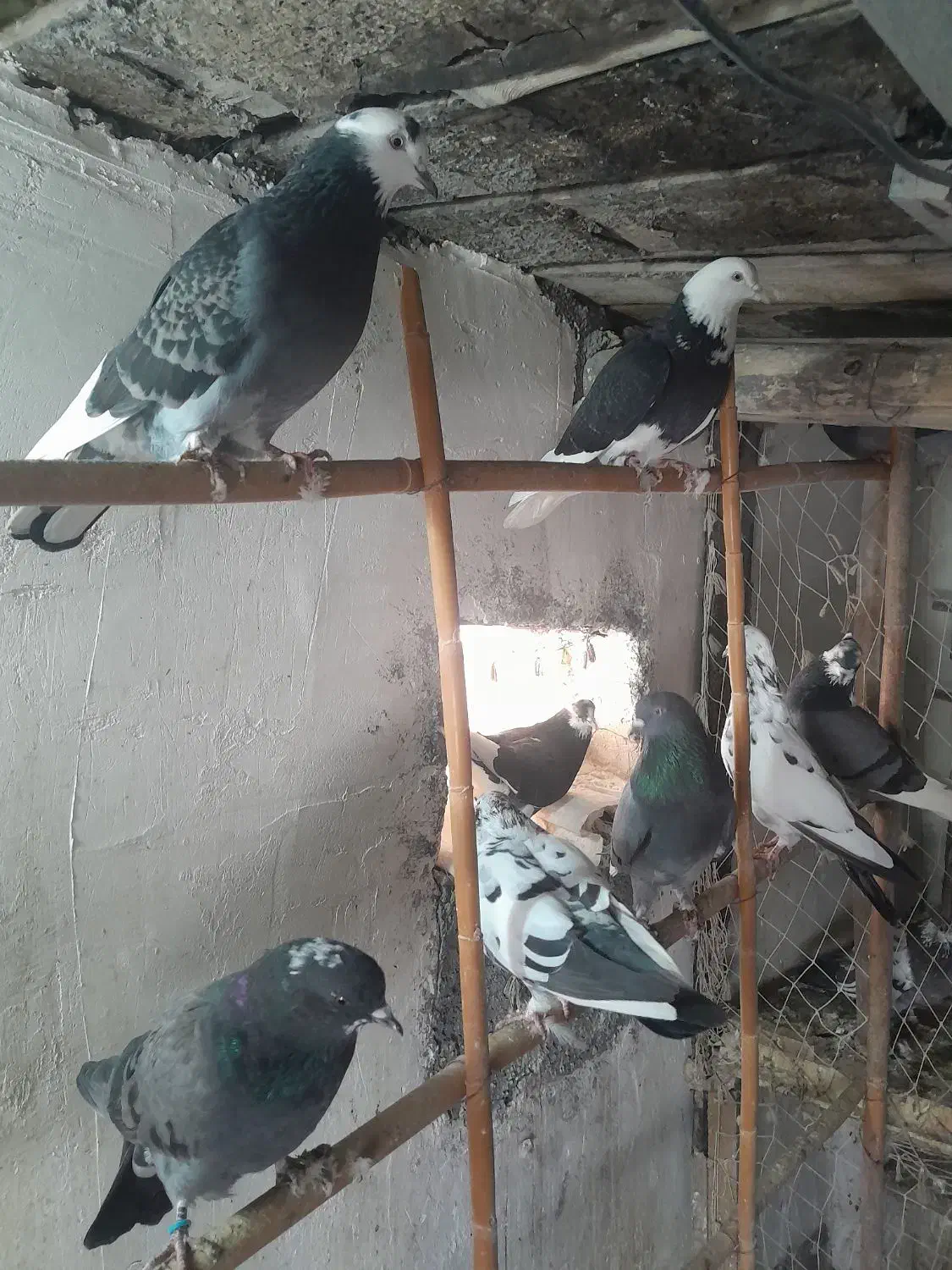 کبوترپرشی فروشی|پرنده|بندر ترکمن, |دیوار