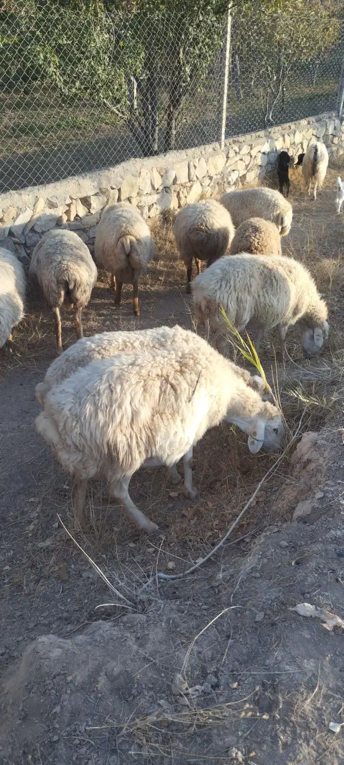 میش|حیوانات مزرعه|شیروان (خراسان), |دیوار