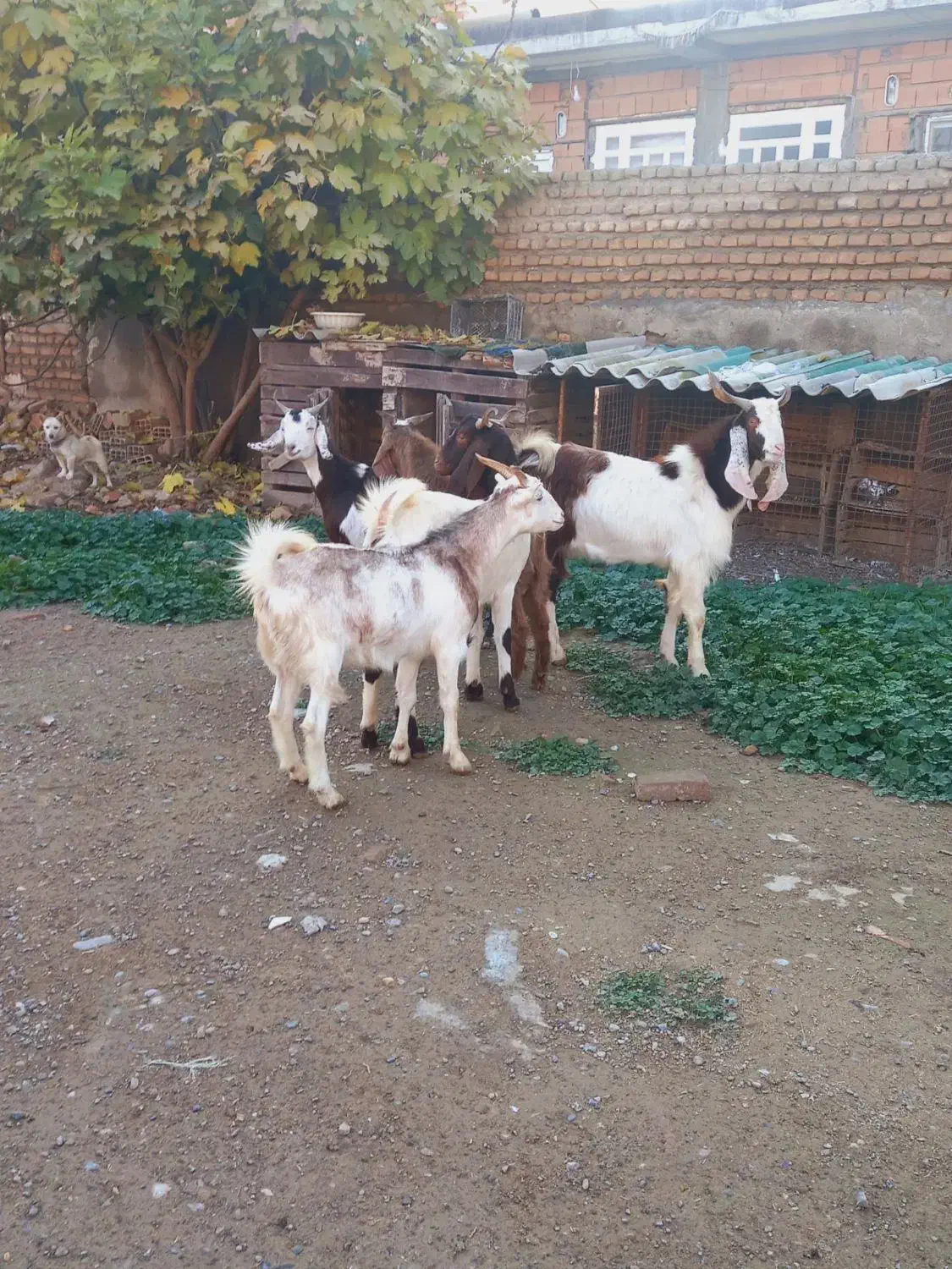 توقلی ماده چاق گوسفند بره دار بزغاله|حیوانات مزرعه|آق قلا, |دیوار