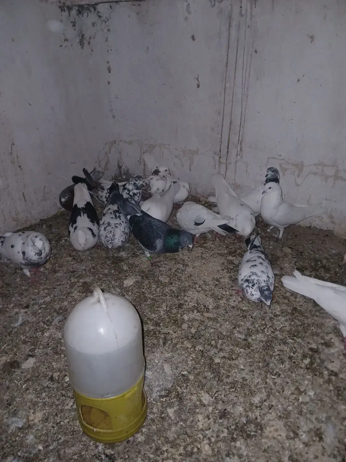 کبوتر|پرنده|ری, کارخانه سیمان|دیوار