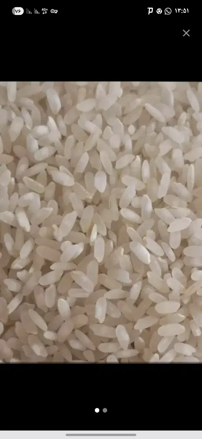 برنج کامفیروزی درجه یک ب شرط پخت|خوردنی و آشامیدنی|شیراز, دشت چنار|دیوار