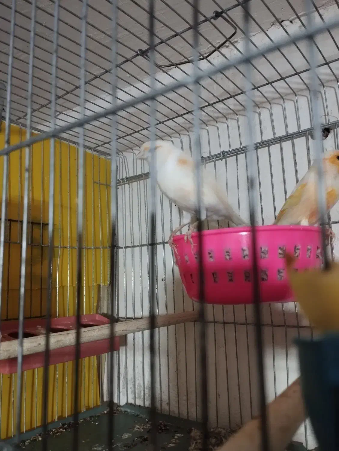 صندلی|میز و صندلی غذاخوری|فسا, |دیوار