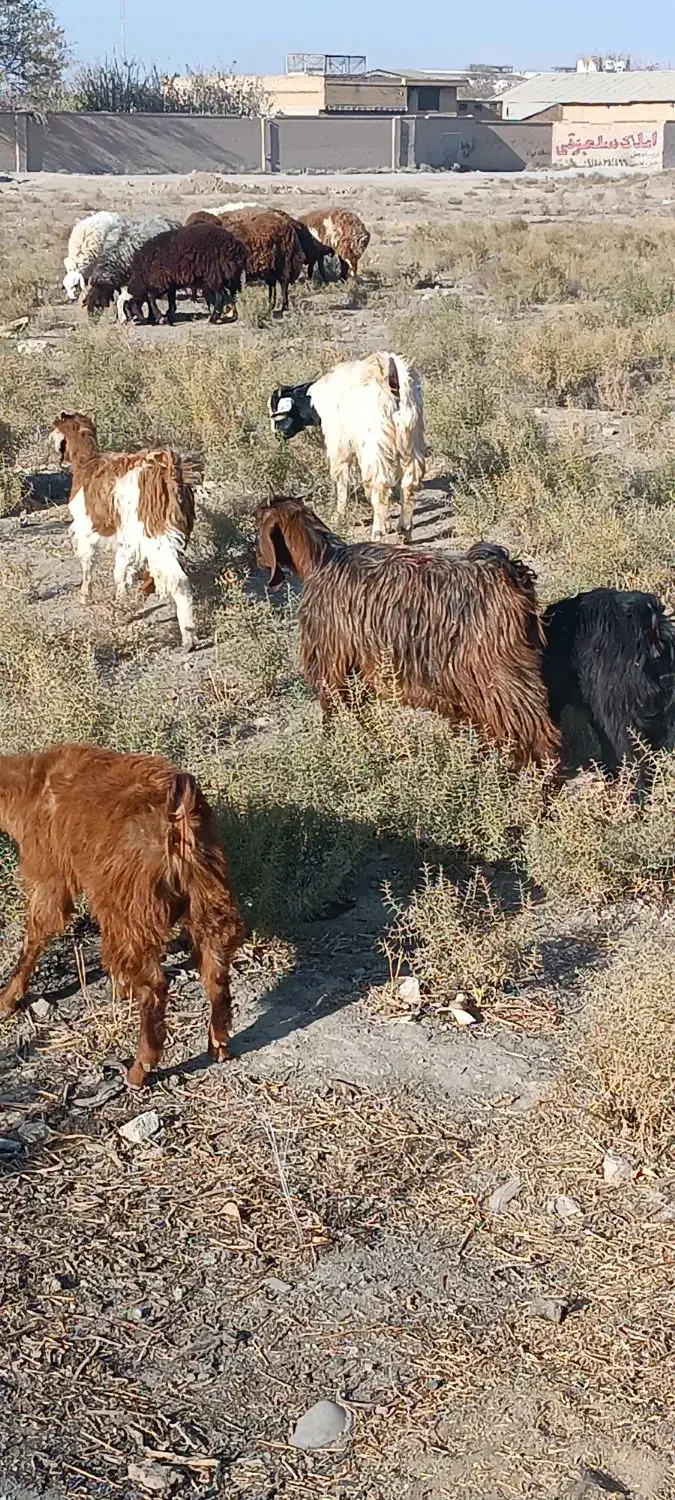 بزغاله 16 تا بزغاله 7نر|حیوانات مزرعه|طرقبه, |دیوار