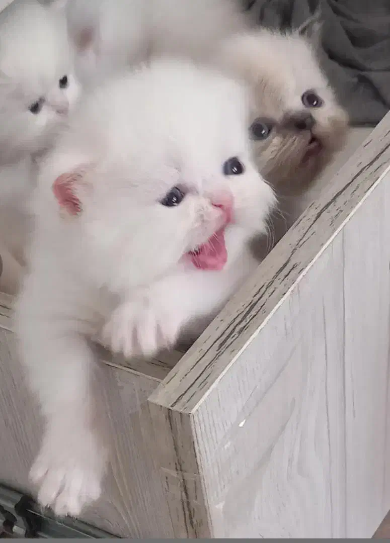 پرشین سفید صورت شامپاینی ۲ماه نیمه|گربه|تهران, گیشا|دیوار