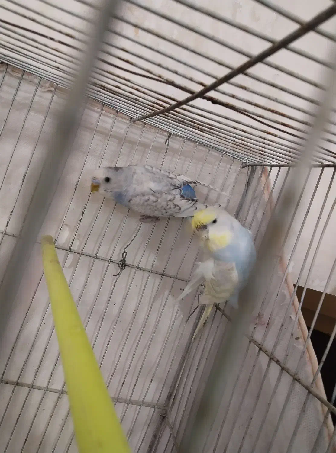 کبوتر|حیوانات|تربت‌حیدریه, پائین ولایت|دیوار