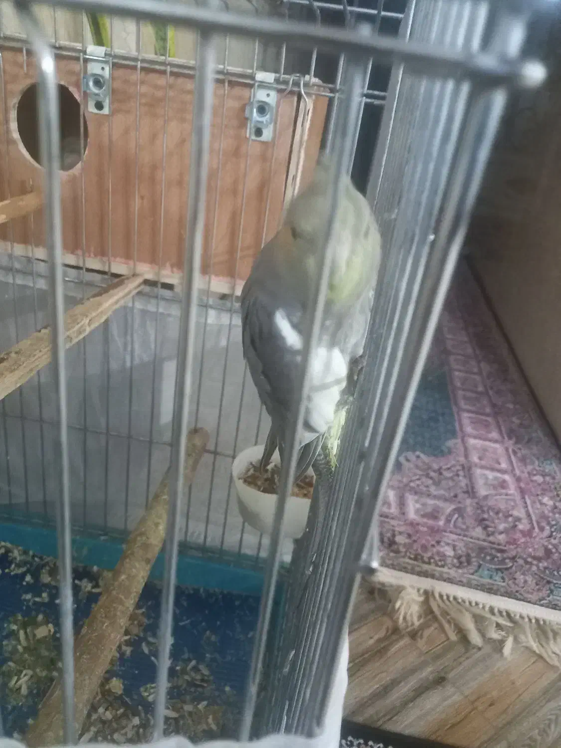 عروس هلندی|پرنده|کهریزک, |دیوار