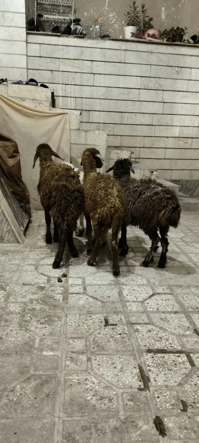 بره|حیوانات مزرعه|بروجرد, |دیوار