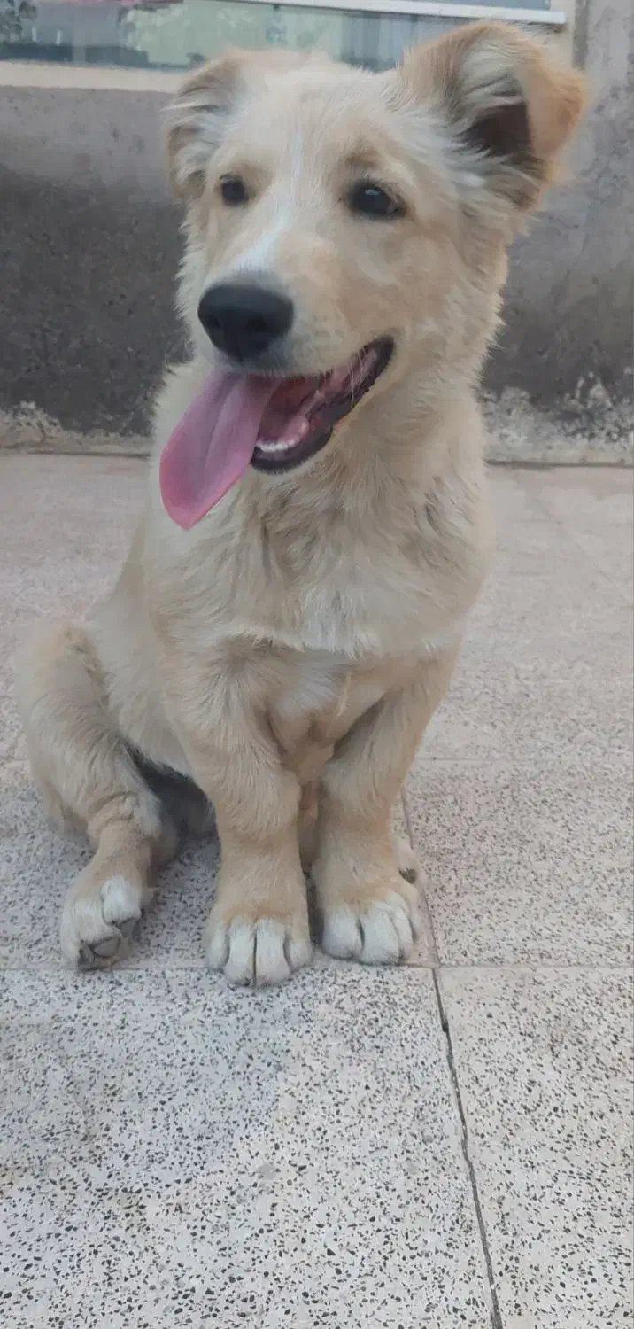 واگذاری سگ|سگ|نیشابور, شهرک رسولی|دیوار