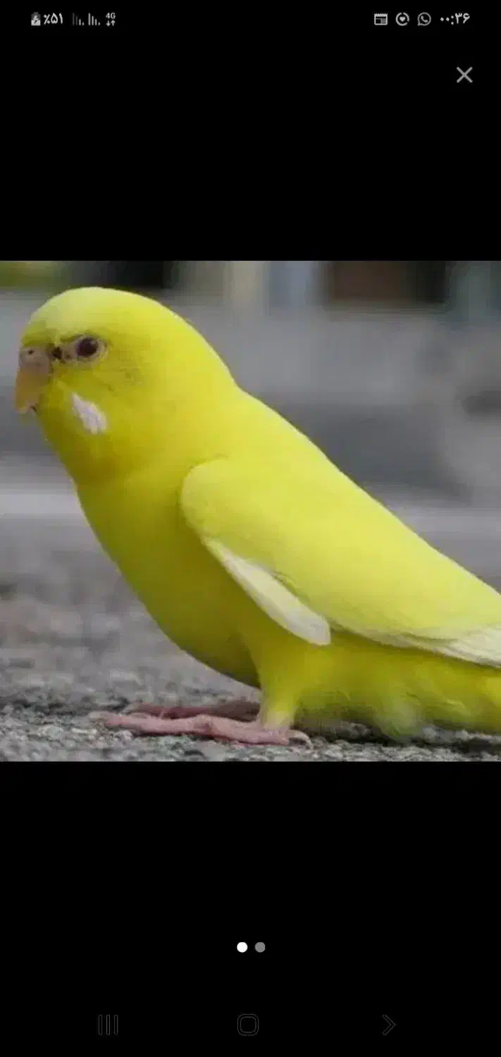 فروش|پرنده|یاسوج, |دیوار