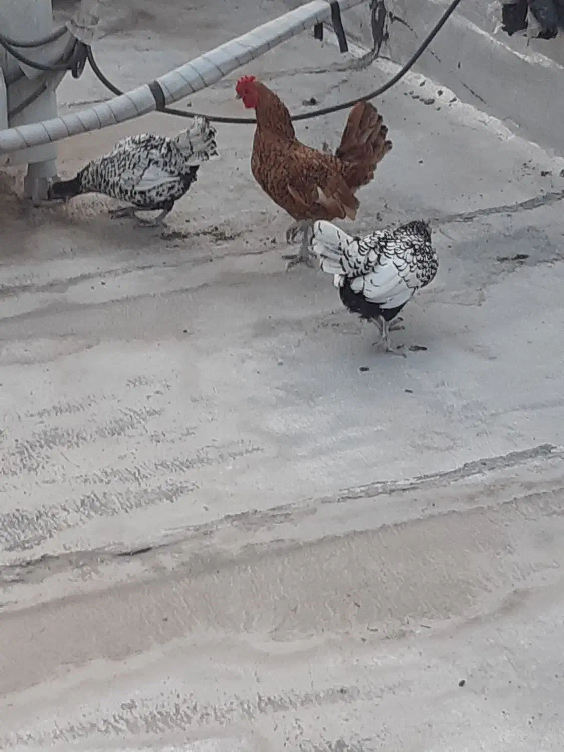 گلین وسیبرایت|حیوانات مزرعه|خان ببین, |دیوار