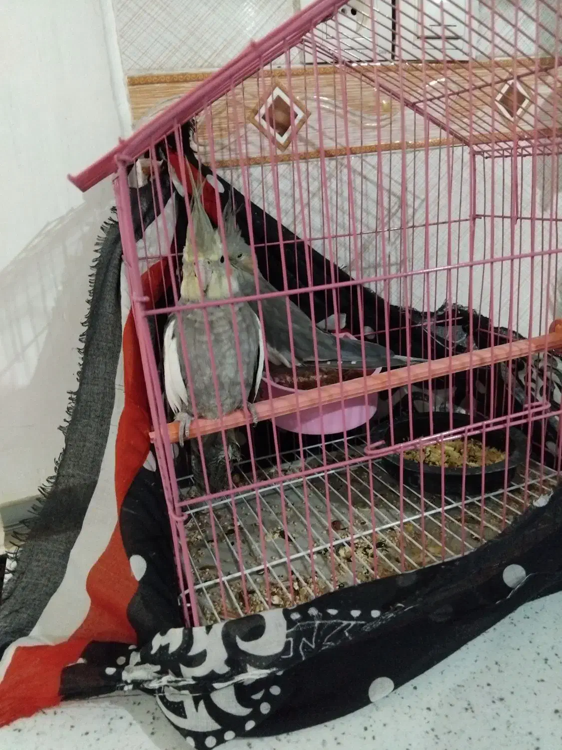 فروش پرنده عروس هلندی سرحال|پرنده|گرمسار, |دیوار