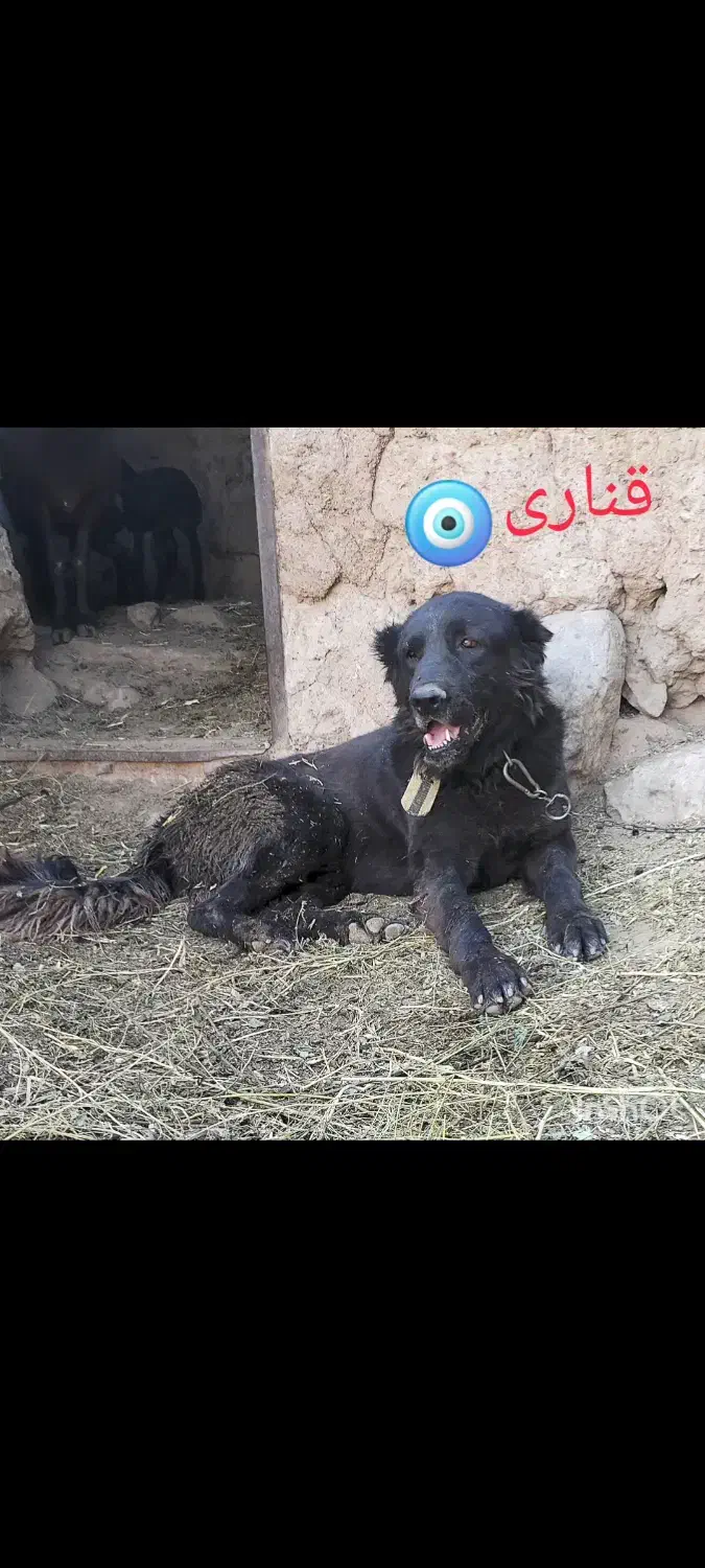 سرابی ذات قدیم|سگ|ساوه, |دیوار