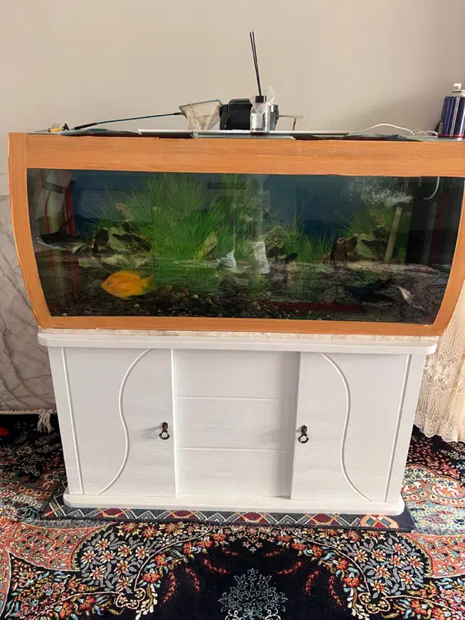 اکواریوم|ماهی|یزد, |دیوار