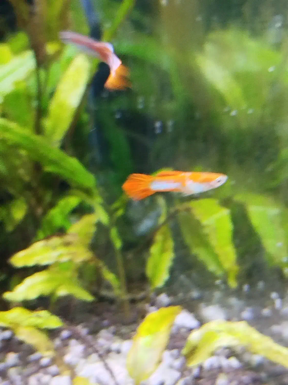 ماهی گوپی|ماهی|زرقان, |دیوار