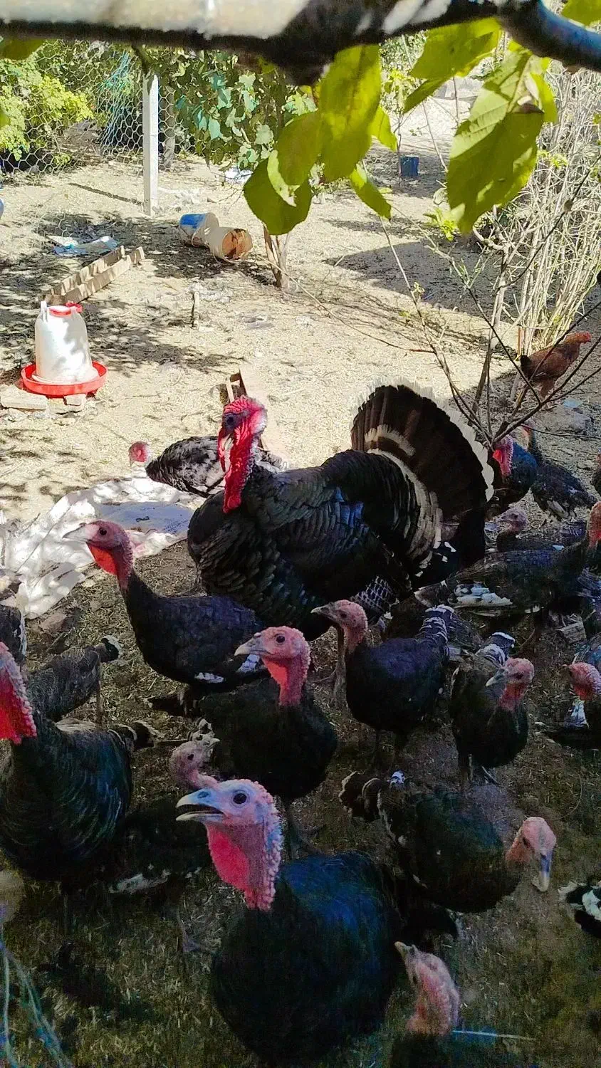 بغلمون نر و مادر و جوجه بغلمون|حیوانات مزرعه|اسحاق آباد, |دیوار