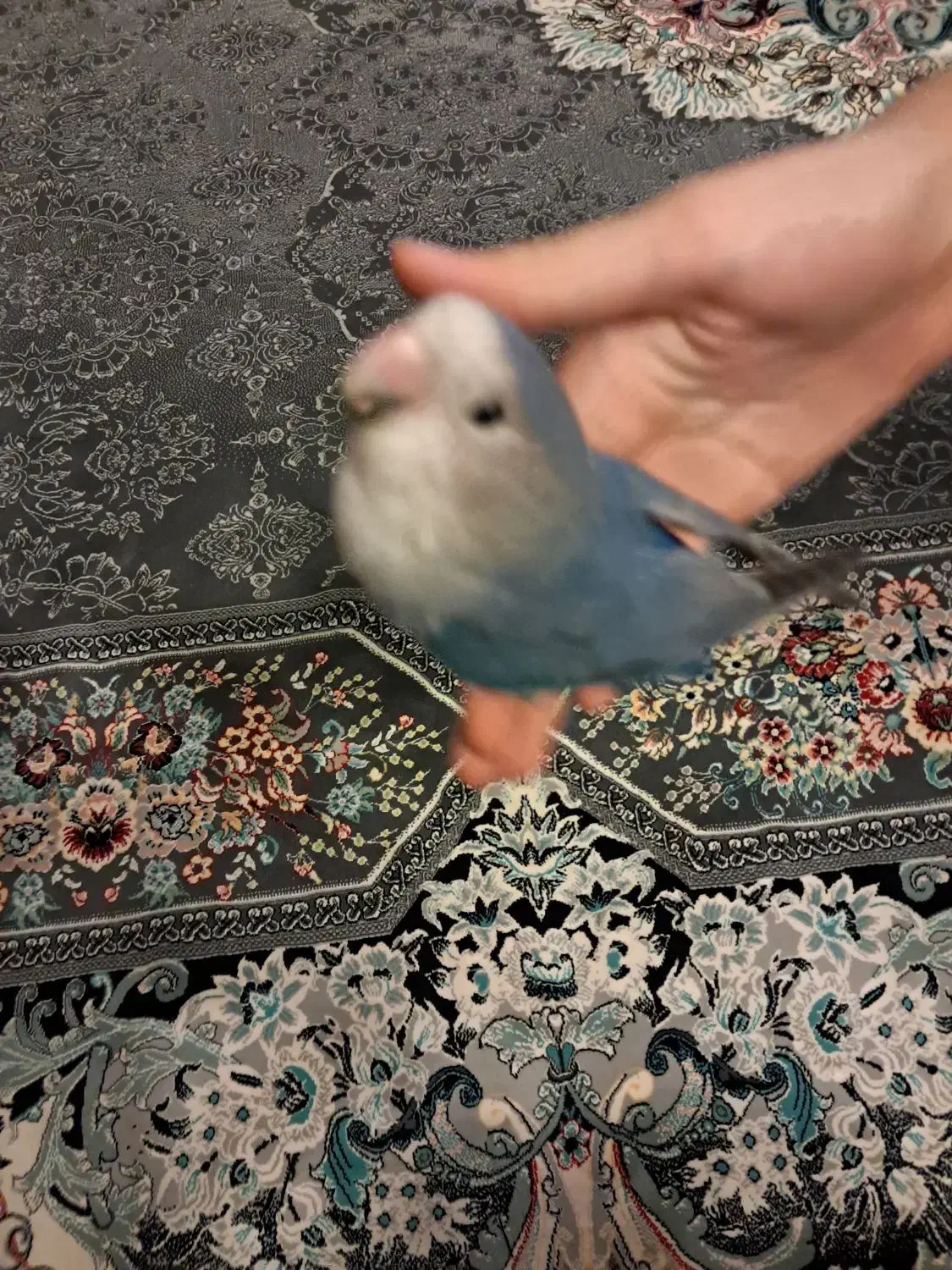 طوطی برزیلی دستی|پرنده|گلستان (تهران), |دیوار