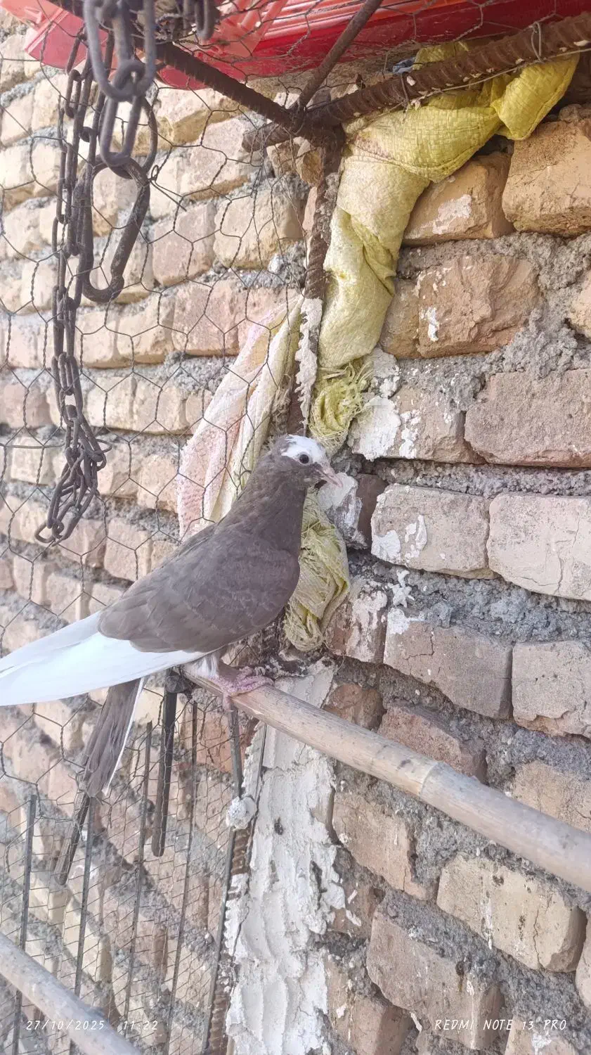 طوقی|پرنده|خوسف, |دیوار