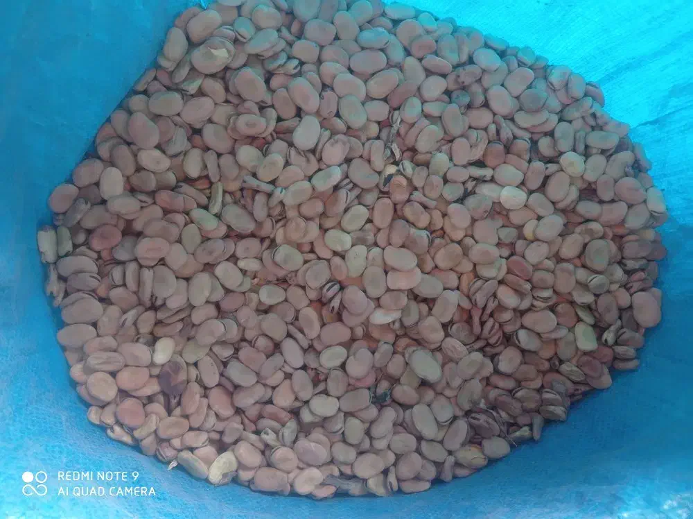 500 کیلو باقلا با کیفیت عالی درجه یک موجود هست|خوردنی و آشامیدنی|اهواز, منازل کارون|دیوار