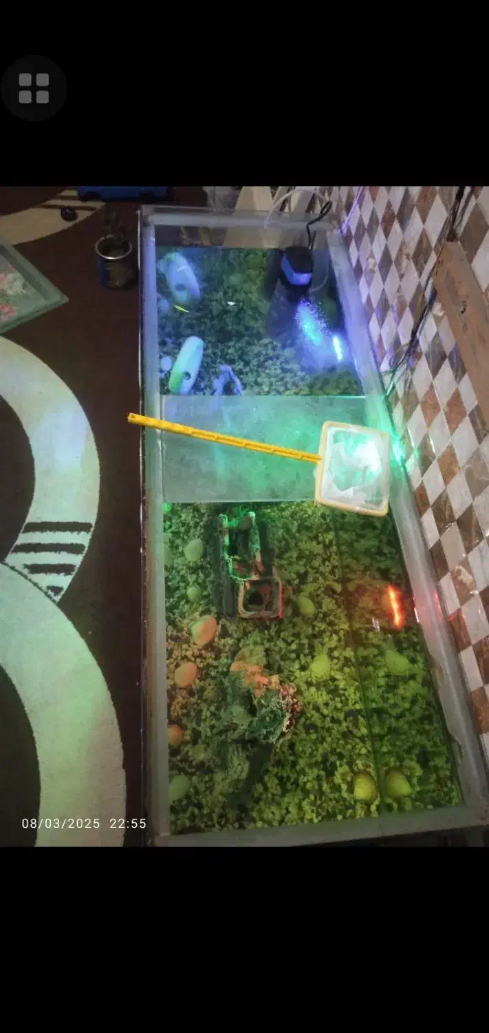 اکوایوم|ماهی|بندرعباس, |دیوار