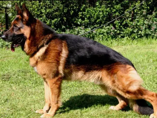 ژرمن ماده شولاین فحل|سگ|قائمشهر, |دیوار