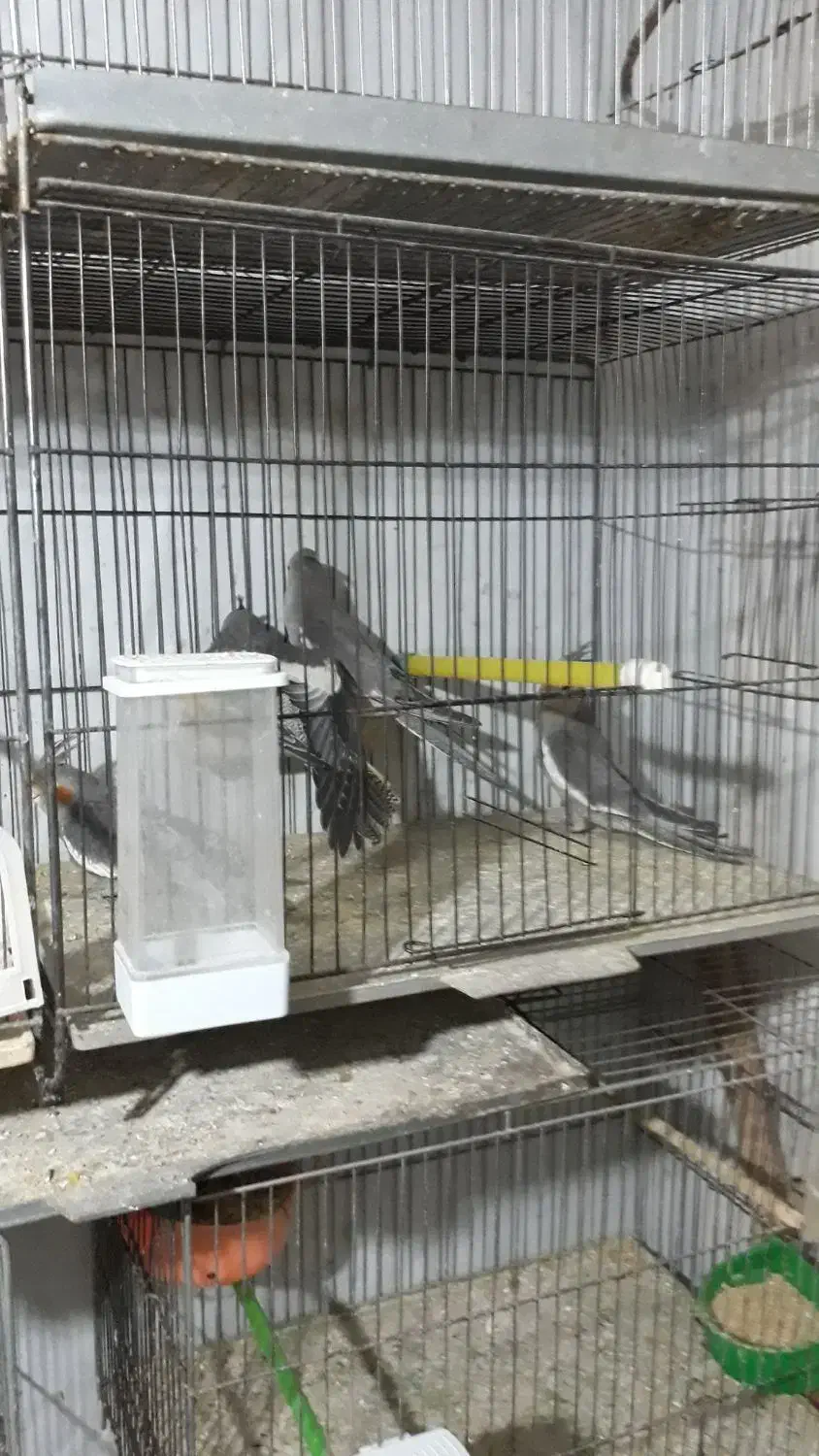 جوجه عروس|پرنده|اراک, |دیوار