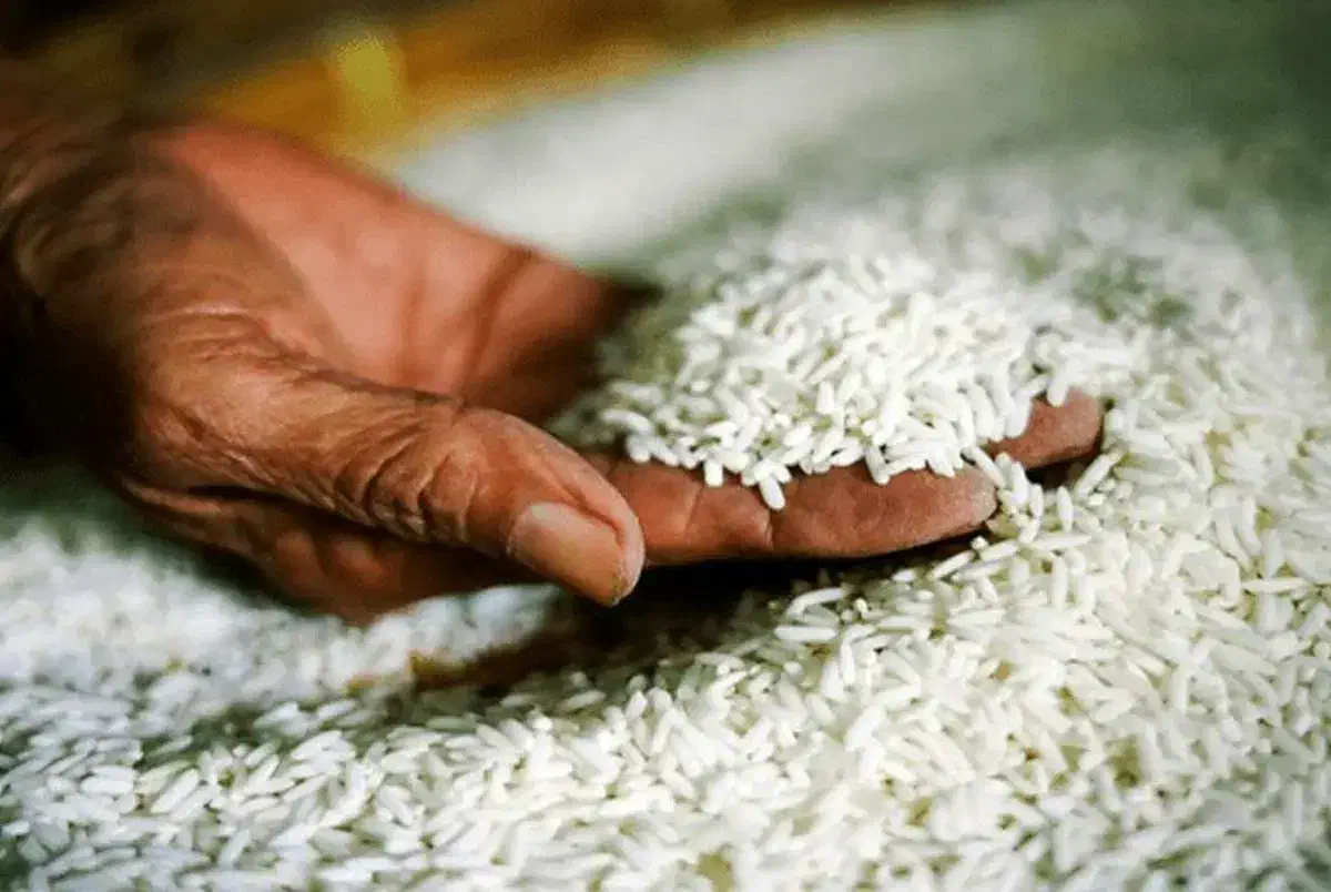 برنج طارم و عنبربو|عمدهفروشی|گیلان غرب, |دیوار