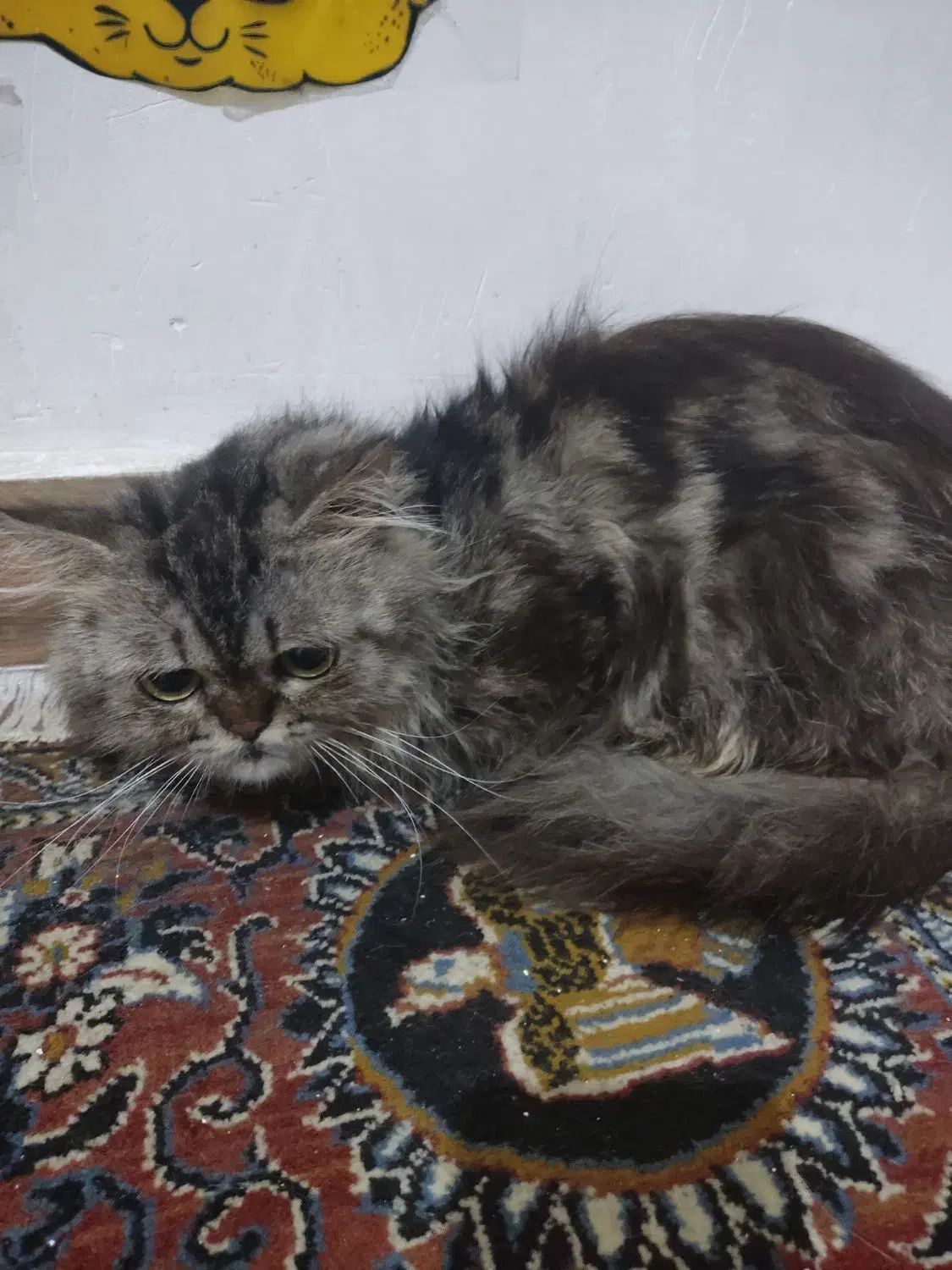 پرشین|گربه|لاهیجان, کوی خزر|دیوار