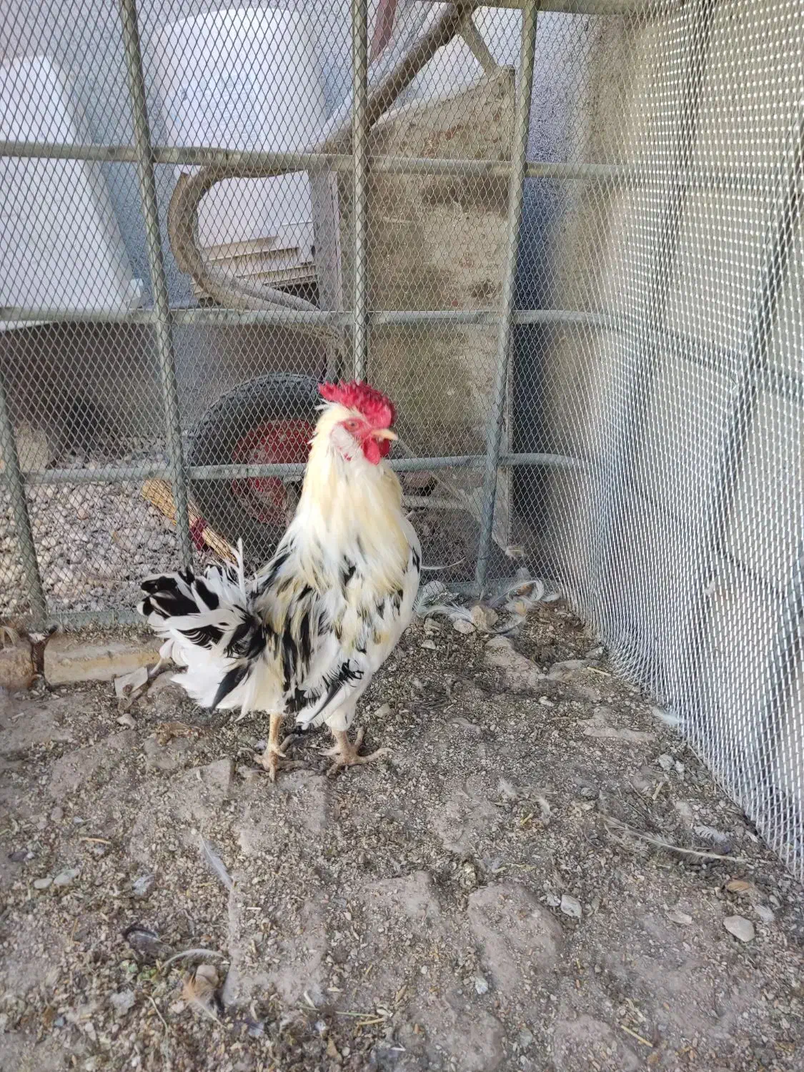 حیوانات|حیوانات مزرعه|سرپل ذهاب, |دیوار